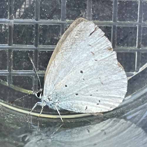 Holly Blue