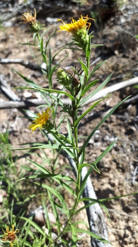 Sword-leaved Inula