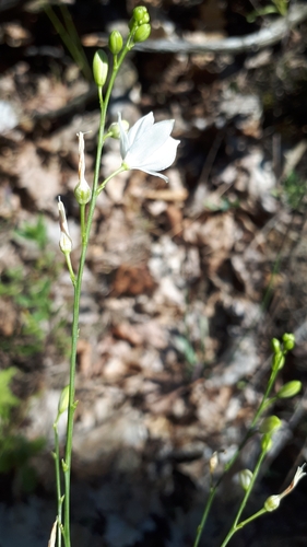 Branched St Bernard's Lily