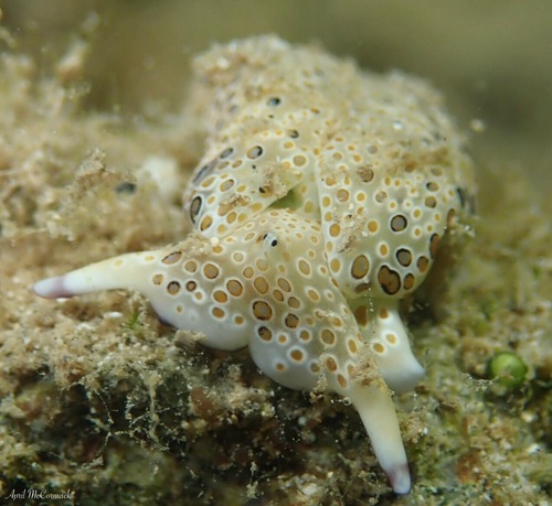 Ringed Sap-sucking Slug