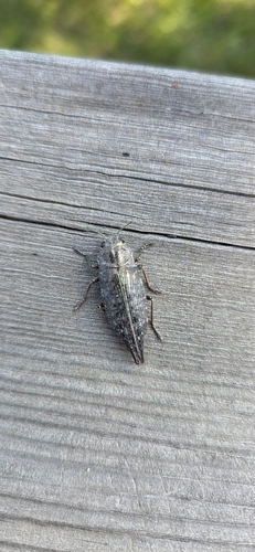 Flat-headed Poplar Borer