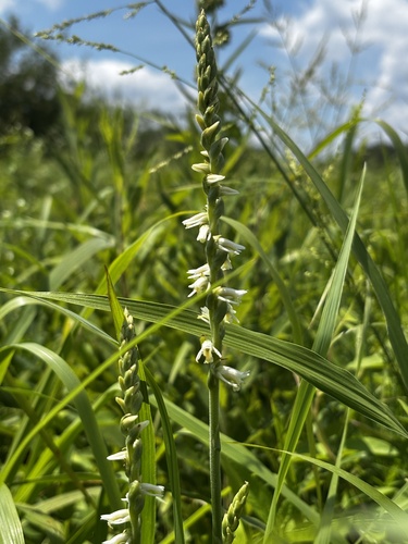 Spring Ladies' Tresses