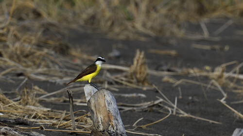 Great Kiskadee