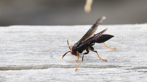 Red-headed Paper Wasp