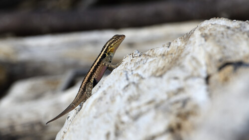 Rose-bellied Lizard