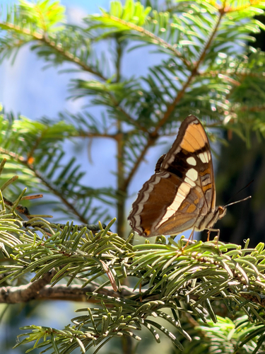 iNaturalist observation photo of California Sister