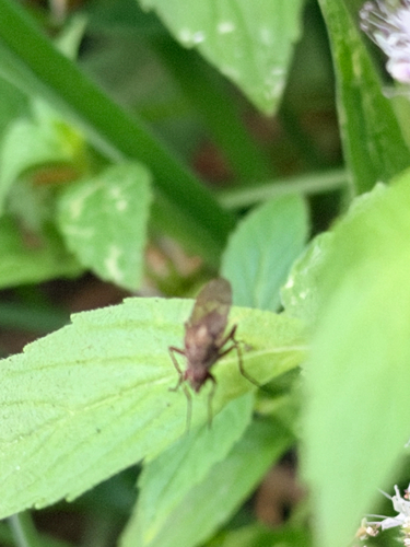 iNaturalist observation photo of Brachyceran Flies
