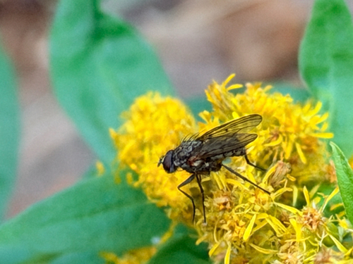 iNaturalist observation photo of Muscoid Flies