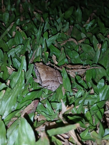 Ornate Narrow-mouthed Toad