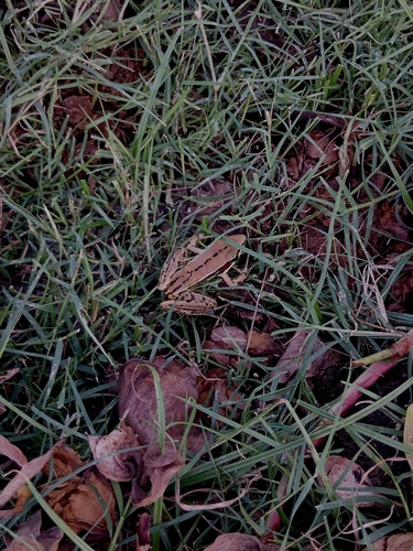 Sri Lanka wood frog