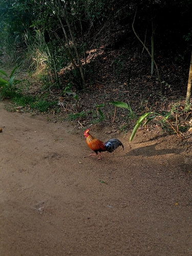 Sri Lanka Junglefowl
