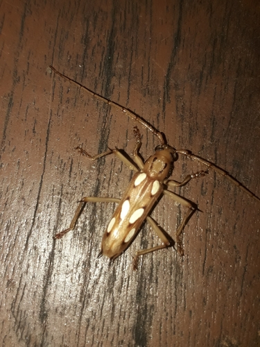 Eburodacrys sexmaculata
