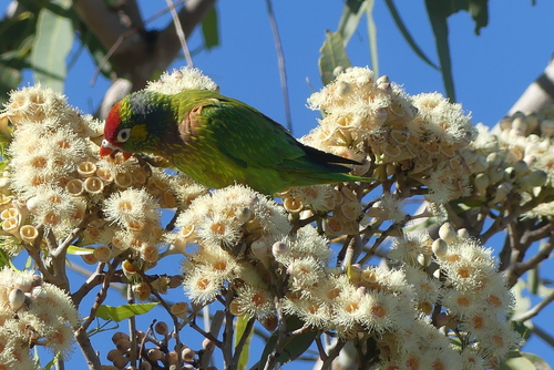 Varied Lorikeet