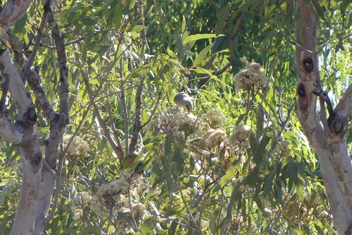 Yellow-throated Miner