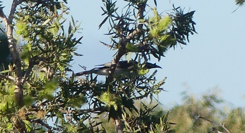 Noisy Friarbird
