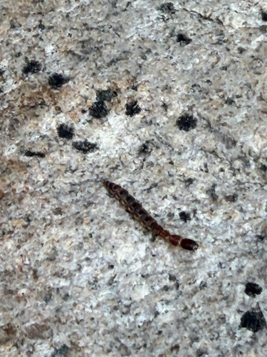 iNaturalist observation photo of American Square-headed Snakeflies