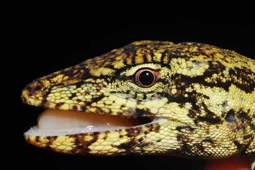 Reptiles de México · iNaturalist