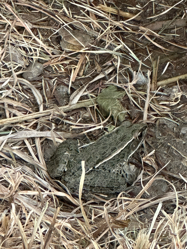 Plains Leopard Frog