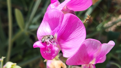 iNaturalist observation photo of Silver-tailed Petalcutter