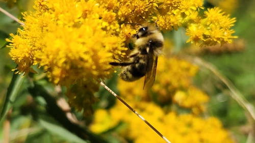iNaturalist observation photo of Vancouver Bumble Bee
