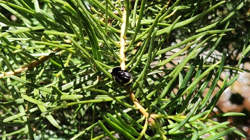iNaturalist observation photo of Yellow-faced Bumble Bee