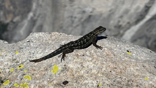 iNaturalist observation photo of Western Fence Lizard