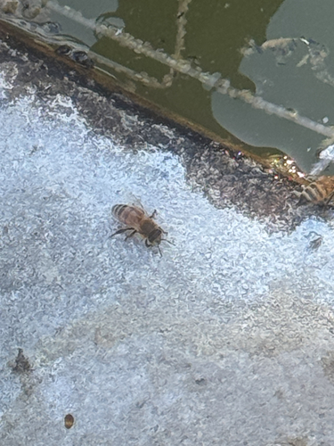 iNaturalist observation photo of Western Honey Bee