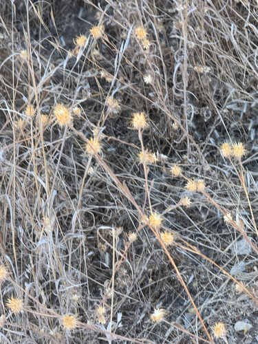 iNaturalist observation photo of Maltese star-thistle