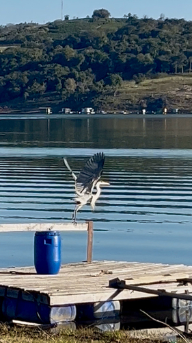 Cocoi Heron
