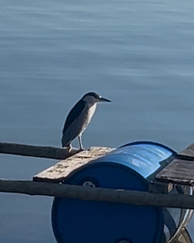 Black-crowned Night Heron