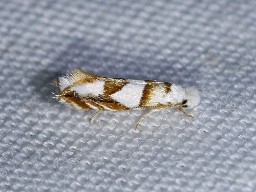 Pompostolella