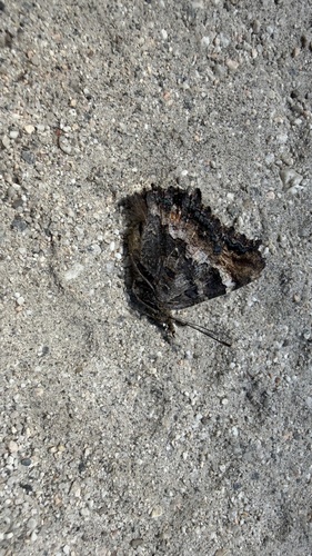 iNaturalist observation photo of California Tortoiseshell