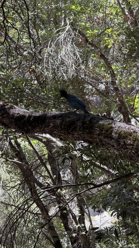 iNaturalist observation photo of Steller's Jay