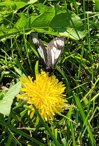 Police Car Moth