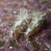 Stylocheilus polyomma - Photo (c) April McCormack, todos los derechos reservados, uploaded by April McCormack