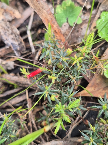 Cranberry Heath