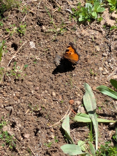 iNaturalist observation photo of California Tortoiseshell