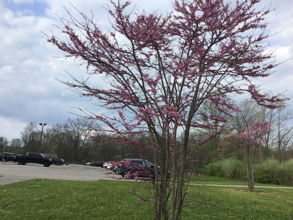 eastern redbud from Alum Creek State Park, Lewis Center, OH, US on May ...