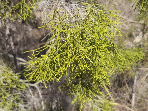 Melaleuca minutifolia