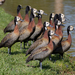 White-faced Whistling-Duck - Photo (c) Rodrigo Conte, all rights reserved