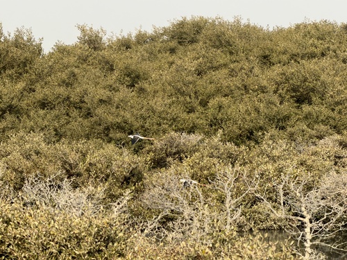Black-winged Stilt