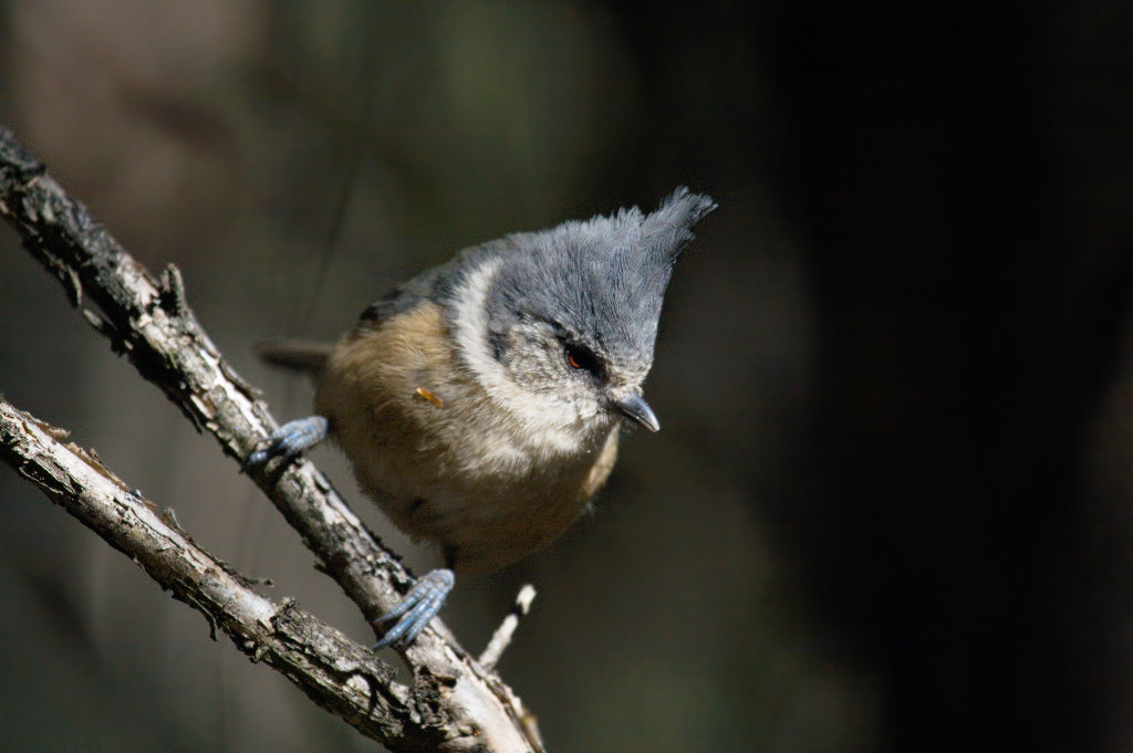 Gray-crested Tit (Lophophanes dichrous) photo
