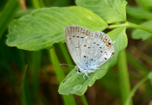 Short-tailed Blue