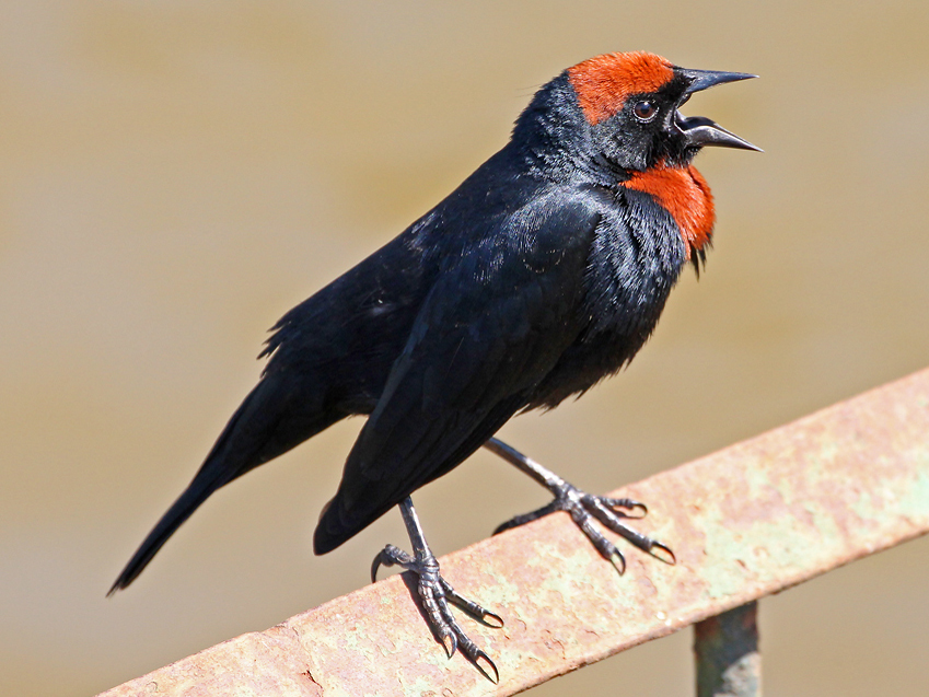 Chestnut-capped Blackbird photo