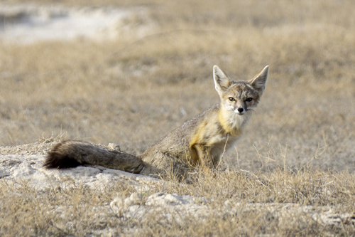 Kit Fox
