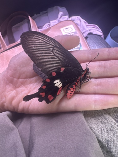 Common Rose Swallowtail