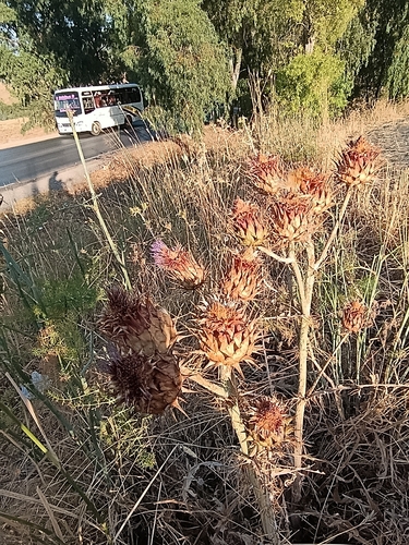 Cynara cardunculus cardunculus