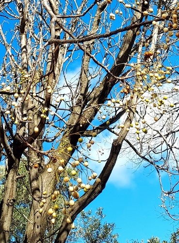 Chinaberry