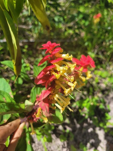 Amasonia campestris
