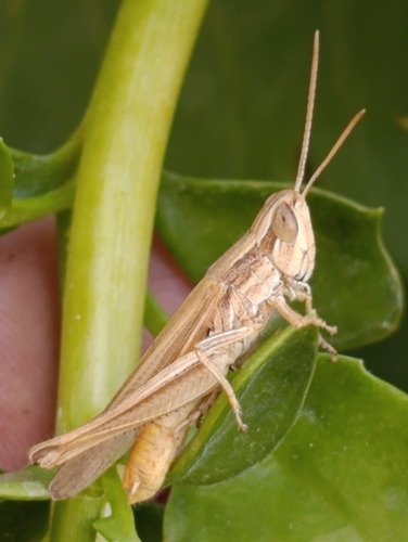 Euchorthippus albolineatus